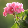  Image Services